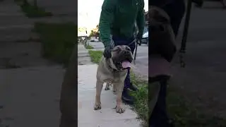 Hanging Out With  @TopNotchBoerboels  Talking Dogs and Flavors  #boerboelpuppy #boerboelbreeders