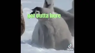 Get Big Bob (not mine) #penguin #bird #tiktok #bigbob