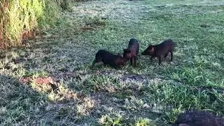 Feeding baby wild pigs in the neighborhood #shorts  #oahulife #hawaiilife #shorts
