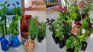 Plants brought from pallavaram sandhai | New plants collection