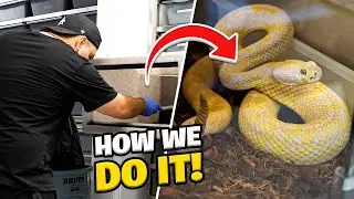 How we clean our VENEMOUS snakes
