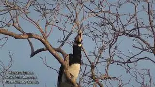 Amazing Calls  Malabar pied hornbill &  Black necked Stork