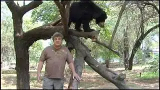 Dancing bears rescue PART 2