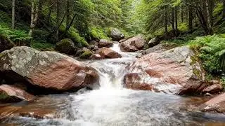 Nature Sounds for Anxiety: Calming Forest & Bird Songs for Mind Relief