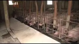 Farma svinja u selu Klenje   U nasem ataru 564