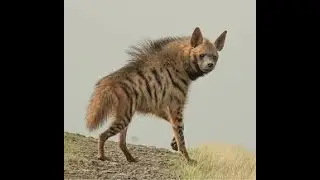 Striped Hyaena /ಕತ್ತೆಕಿರುಬ / దుమ్ములగొండి / लकड़बग्धा Near Threatened Species