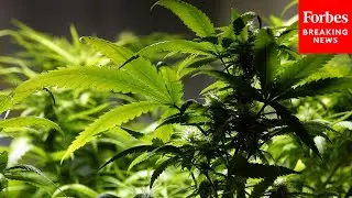 The Drug Enforcement Agency Holds A Hearing On Marijuana Scheduling