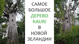 Waipoua Kauri Forest. Работа мечты! Один день жизни инженеров. Новая Зеландия. New Zealand