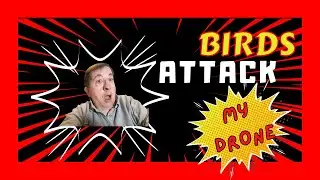 Birds Attack My Drone