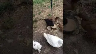 Just showing the Ducks and Chickens