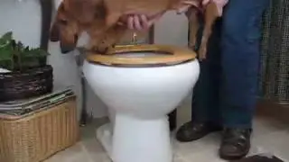 Bladder expressing for a paralyzed dog