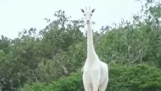 Two rare white Giraffes are killed in Kenya | Last female white Giraffe is killed