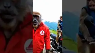 Monkey bike Drive Vlog||#monkey #driver #vacation