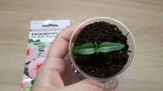 Ручки уже чешутся