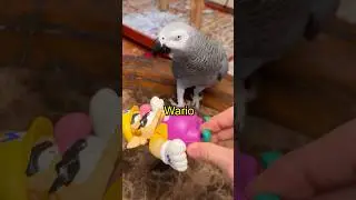 Training My Parrots 🤪