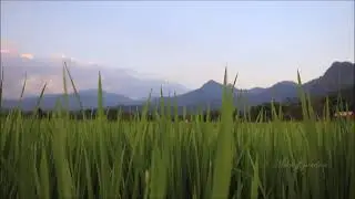 (background video) semilir angin...