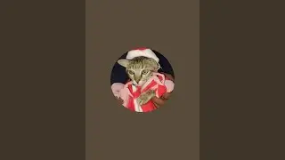kalu 😻bhuri cat video  is live!
