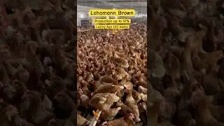 Lohmann Brown