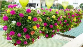 Recycle Plastic Bottles Into A Stunning Balcony Garden For Beautiful Flowers