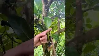 How to Identify Male and Female Flowers in Jackfruit😊