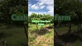 Cashew tree in Asia #gardening #garden #farming #farmer #asia #cashew #agriculture #asian #