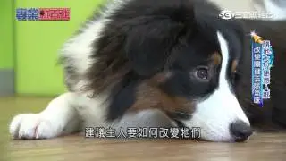 不打罵鼓勵對的行為 教寵物有撇步｜三立財經台CH88