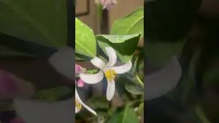 How To Hand Pollinate a Meyer Lemon Tree. #Gardening #Garden  #Garden #HowTo #blackGardeners #Lemon
