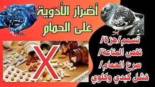 جرعة دواء زيادة بتعمل تسمم وصرع للحمام|اعرف أضرار الدواء للحمام|أهم الأدوية التي يجب تواجدها باللوفت