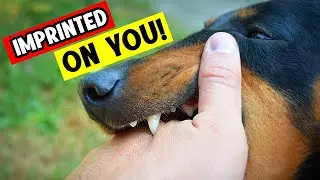 Who are you to your dog? MOM, DAD&hellip; or just the FOOD GUY? (Here&rsquo;s what they really know about you)