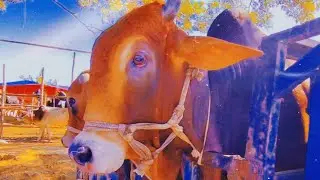 Cow Unloading,bull,cattle,Cow Videos,cow video,Cow Hamba Goru. Epi-02