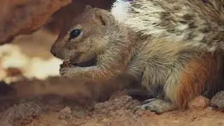 The Peaceful Life of the Gray-Footed Chipmunk