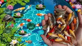 Unboxing, veil tail, blakat fish, catching fish, koi fish, spade tail, goldfish type