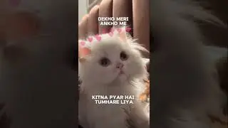 A reha hai nazar ke nhi ?..#c#cat#catlovers#lovel#lovevideos#trending#trendingvideosf#foryou#fuzzyy