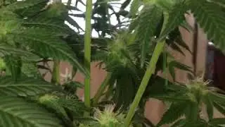 Kosher Kush