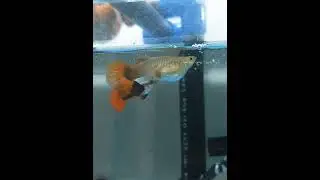 slow motion guppy mating