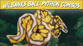 Wilbanks Captive Bred Reptiles Ball Python Morph Combos | Breeder's Spotlight | Jack's Reptiles