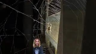 A large venomous spider weaves intricate webs on Ontario porches this time of year #ontario #spider