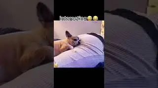 Funny video | Dog sleeping 🤣 #short  #funny #dog