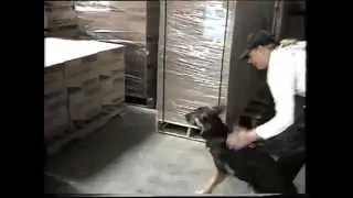 K9 Siren Puppy Environmental Imprinting (4 - 5 months of age) @ Sirius K9 Academy