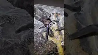 this beauty is called Electric Blue Tarantula