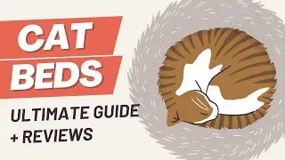 Guide to Modern Cat Beds | Best Cat Beds 2022