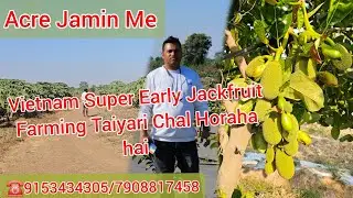Vietnam Super Early Jackfruit Farming.