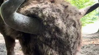 Rezervația de zimbri Hațeg - România - having fun with my iPhone