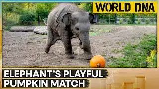 Семья слонов разбивает тыквы в зоопарке Орегона | WORLD DNA