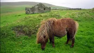 All about the feral pony