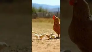 Mother Hen Protects Her Chicks from an Eagle  | 어미 닭이 병아리를 지키기 위해 독수리와 맞섰어요! | 母鶏がヒヨコを守るためにワシに立ち向かう！