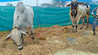 నరసరావుపేట 6పళ్ళు 11 వ దర్శి స్వాతిక్శ్ జస్వంత్ సింహ గారు& పాలెం వెంకటేశ్వర్లు గారు