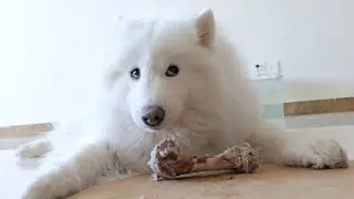哪有小狗會拒絕一根香香的棒骨呢？