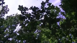 Anca s&acirc;rbu 🎼 Pe poteca din pădure(cover Mariana ionescu Căpitanescu) 🎼🎶🎵😘