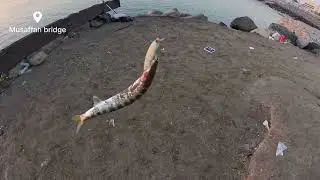 Two Fishing Spots, One Day - Will It Work? Abu Dha Fishing…